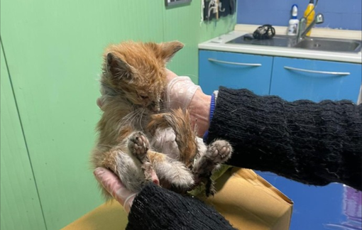 Uno dei gattini soccorsi