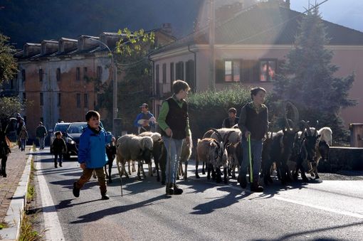Bestiame e passeggiata con gli amici a quattro zampe per la fiera autunnale di San Germano
