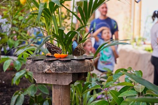 ‘L’Oasi delle farfalle’ di Zoom ‘L’Oasi delle farfalle’ di Zoom