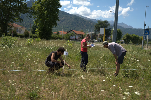 Un monitoraggio entomologico