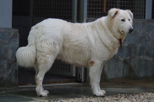 La maremmana Nebbia, ospitata nel Canile di Bibiana La maremmana Nebbia, ospitata nel Canile di Bibiana