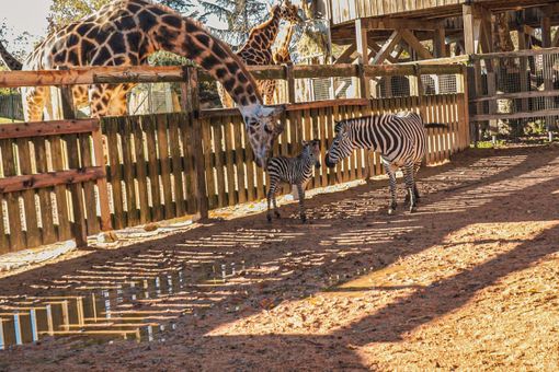 Il cucciolo con la mamma