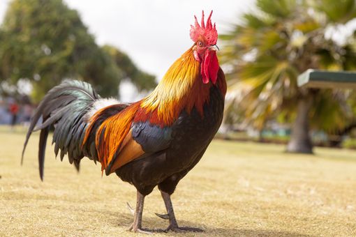 Disturbava il sonno degli abitanti di Luserna San Giovanni: la Polizia locale fa allontanare un gallo Disturbava il sonno degli abitanti di Luserna San Giovanni: la Polizia locale fa allontanare un gallo