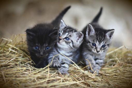Una casa per i gatti vicino ad anziani e bambini di Pascaretto
