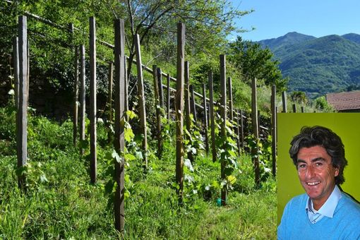 Moreno Soster e la sua vigna
