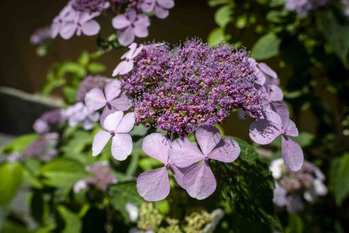 Visite guidate alla scoperta delle ortensie del Pinerolese