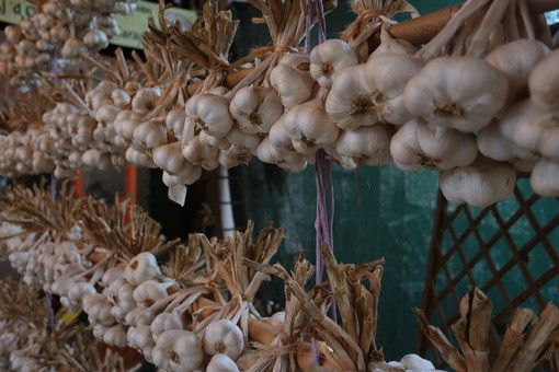 A Caraglio arriva la prima sagra della 'bagna caöda' fatta rigorosamente con l'Aj d'Caraj (Video) A Caraglio arriva la prima sagra della 'bagna caöda' fatta rigorosamente con l'Aj d'Caraj (Video)