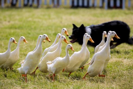 Petsfestival: successo per l’ottava edizione, per la prima volta a Cremona, nel segno della ripartenza Petsfestival: successo per l’ottava edizione, per la prima volta a Cremona, nel segno della ripartenza