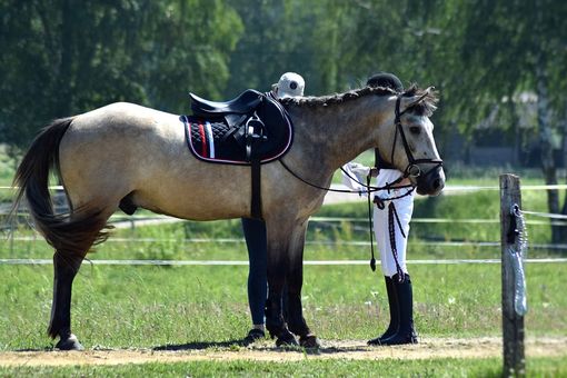Cavallo Cavallo