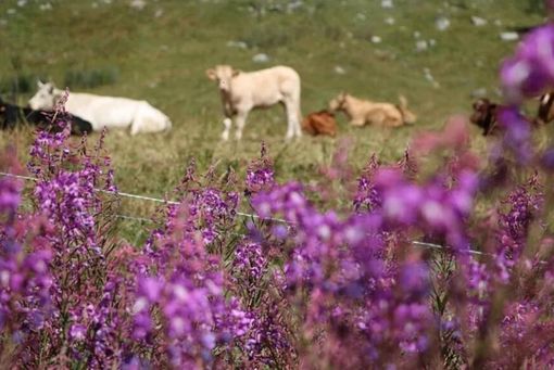 Piemonte, approvata la legge su alpeggi e transumanza