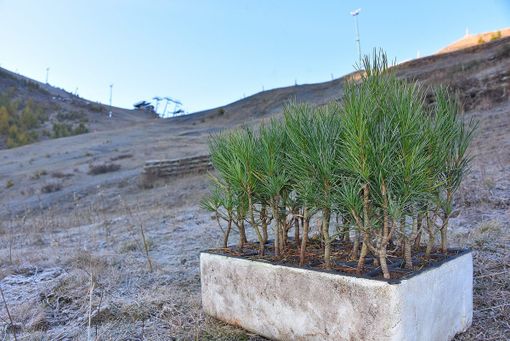 La Coppa del Mondo ha portato a Sestriere 1.500 piantine