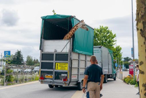 Due giraffe si traferiscono al Bioparco di Zoom: il trasporto eccezionale dalla Svizzera Due giraffe si traferiscono al Bioparco di Zoom: il trasporto eccezionale dalla Svizzera