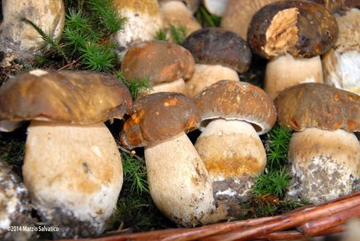 funghi porcini funghi porcini