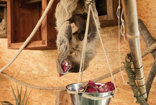 Cumiana: a Zoom è nato un cucciolo di bradipo [VIDEO]