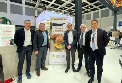 Frutticoltura piemontese, nuove opportunità per i produttori:  Orbita presenta il kiwi giallo Haegeum e le nuove pesche resistenti alla sharka