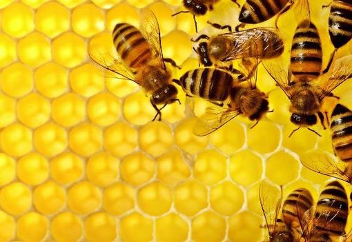 Siccità, l'allarme di Coldiretti: "A rischio miele e colture Made in Piemonte”