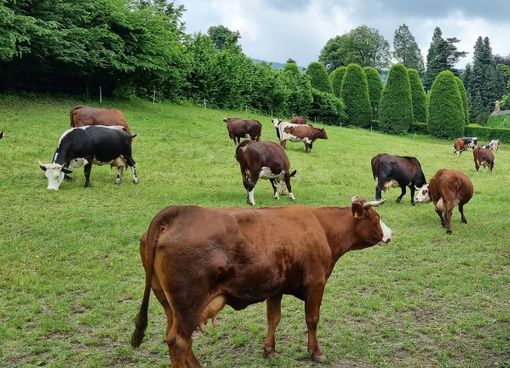 (Foto di repertorio) (Foto di repertorio)