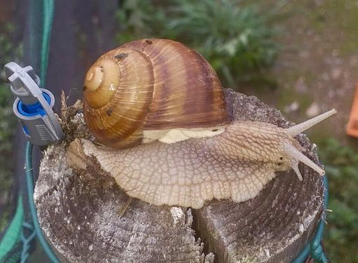 Si fa presto a dire “Lumaca di Borgo”: un giovane alle prese con una sfida complessa