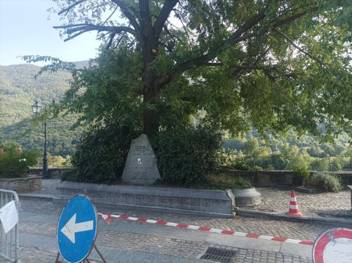 Villar Pellice: il destino dell’olmo di piazza Jervis è appeso a una crepa