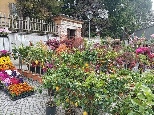 Fiori & Sapori rinuncia alla Mangia e Cammina ma continua a far festa Fiori & Sapori rinuncia alla Mangia e Cammina ma continua a far festa