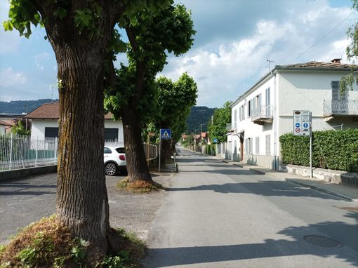 I tigli di via Gianavello a Luserna San Giovanni I tigli di via Gianavello a Luserna San Giovanni