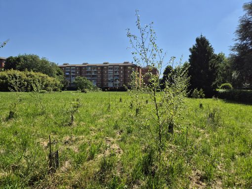 Il pericolo dell’estinzione e le storia di Umanimali al Bosco Urbano Partecipato di Pinerolo Il pericolo dell’estinzione e le storia di Umanimali al Bosco Urbano Partecipato di Pinerolo