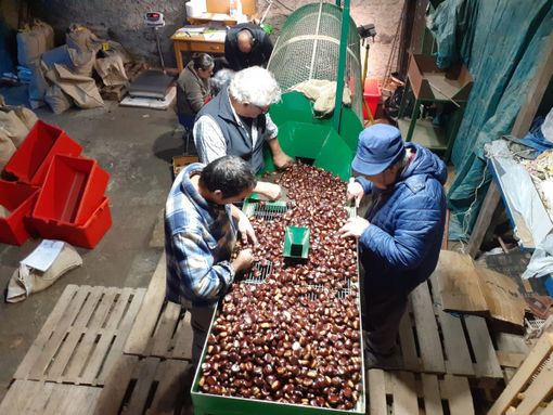 La cernita delle castagne