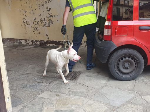 Il cane abbandonato
