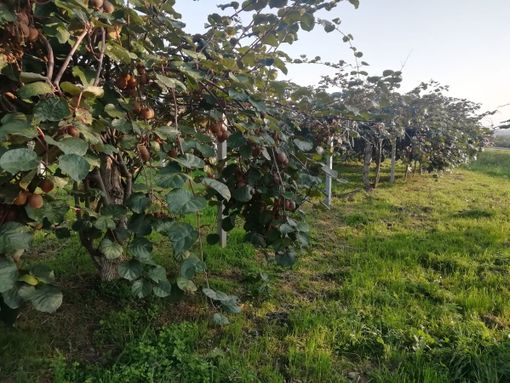 Una piantagione di kiwi Una piantagione di kiwi