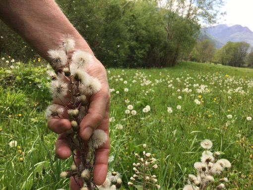 Una cerimonia per premiare i quattro migliori esploratori della Val Pellice