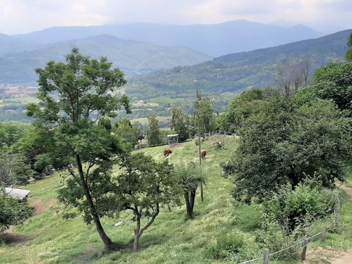 Il Tar non fa ripartire la caccia sulla collina di Costagrande Il Tar non fa ripartire la caccia sulla collina di Costagrande