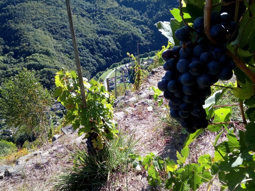 Le vigne di Pomaretto