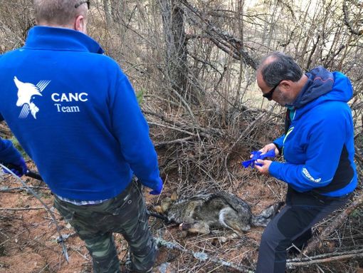 Il soccorso alla lupa