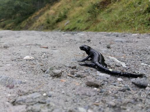 La salamandra lanzai