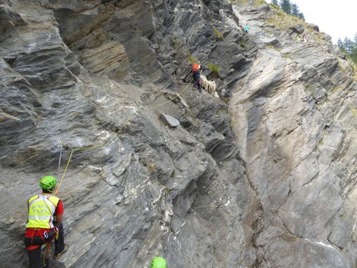 Il soccorso alpino salva un gruppo di 10 pecore a Salza di Pinerolo (FOTO) Il soccorso alpino salva un gruppo di 10 pecore a Salza di Pinerolo (FOTO)