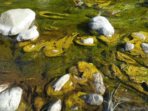 Le alghe nel Pellice