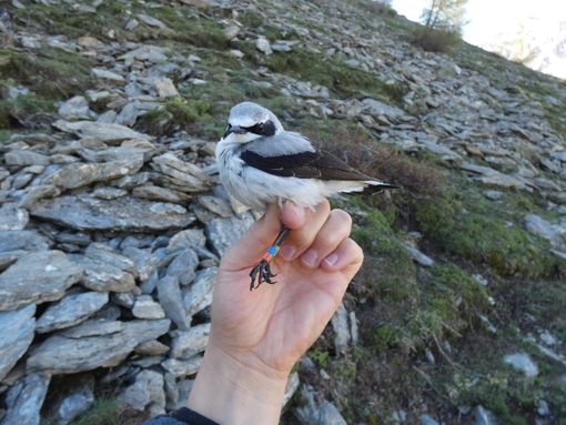 A Pragelato si parlerà di uccelli delle Alpi Cozie e delle ricerche degli ultimi anni