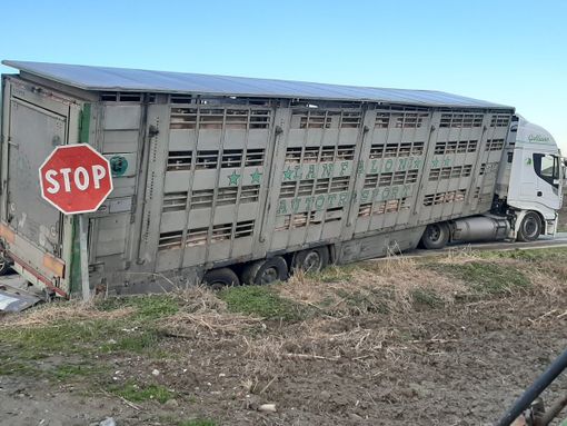 Camion maiali incidente a Vigone 10 gennaio 2021 Camion maiali incidente a Vigone 10 gennaio 2021