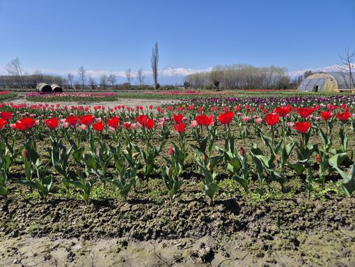 I tulipani di Tuliprensia