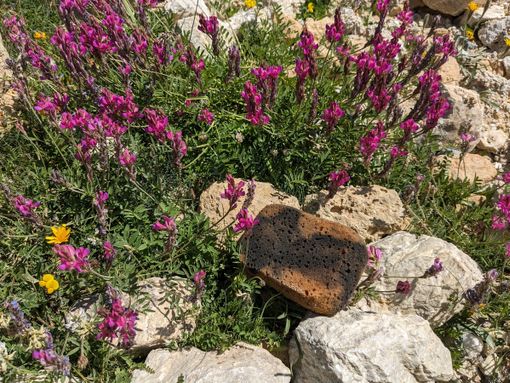 Dalle mutande al cotton fioc e fazzoletti, sulle Alpi mezzo chilo di rifiuti ogni Km Dalle mutande al cotton fioc e fazzoletti, sulle Alpi mezzo chilo di rifiuti ogni Km