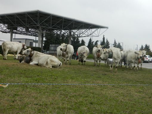 Sabato 6 novembre, webinar “conosco la piemontese” in diretta su tutte le piattaforme BeLocal e TargatoCN Sabato 6 novembre, webinar “conosco la piemontese” in diretta su tutte le piattaforme BeLocal e TargatoCN