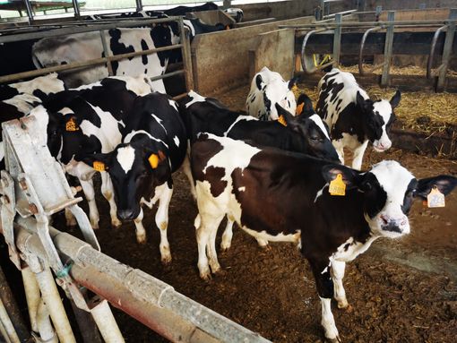 Qualità e trasparenza: l’eccellenza di Piemonte Latte Qualità e trasparenza: l’eccellenza di Piemonte Latte