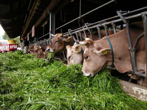 Coldiretti Torino: "E’ positivo il via libera agli aiuti per la zootecnia" Coldiretti Torino: "E’ positivo il via libera agli aiuti per la zootecnia"