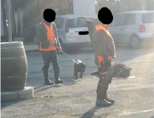 Cinghiale investito Roletto 16 gennaio 2021