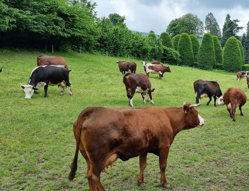 (Foto di repertorio) (Foto di repertorio)