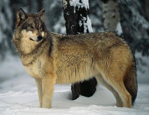 Il lupo risorsa contro la peste suina africana? Gli allevatori scrivono alla Regione