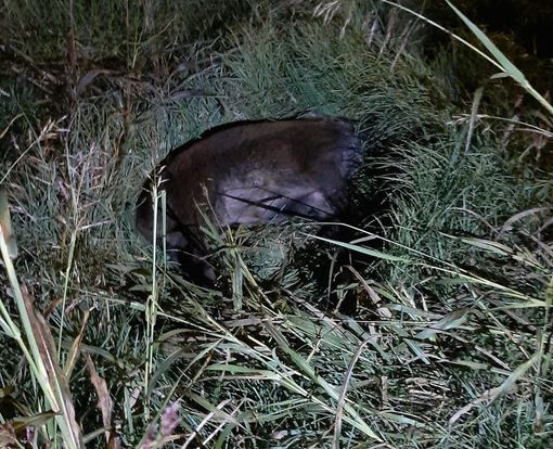 carcassa cinghiale carcassa cinghiale