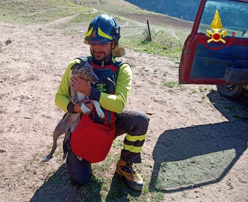 Fenestrelle, cane da pastore resta bloccato su una parete rocciosa: portato in salvo dall'elicottero dei vigili del fuoco