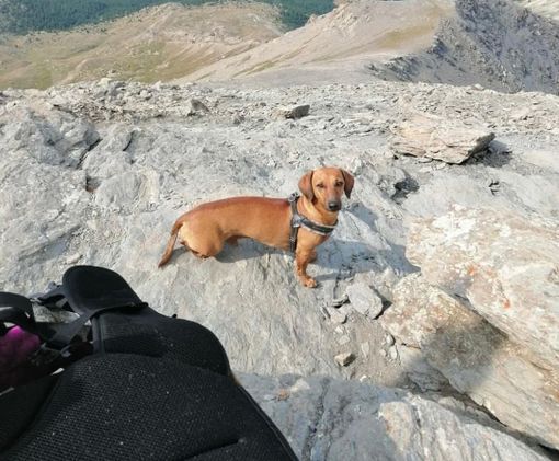 Il bassotto Edo Il bassotto Edo