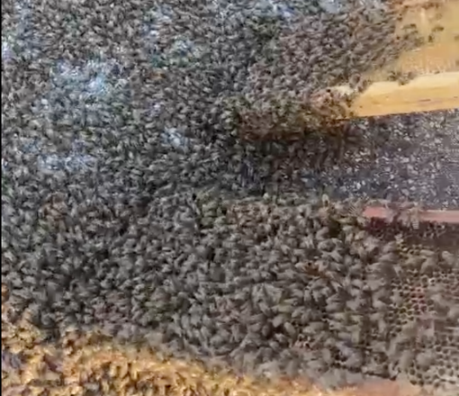 La natura si prende la zona industriale di Orbassano: maxi sciame d'api catturato davanti all'Av El [VIDEO]